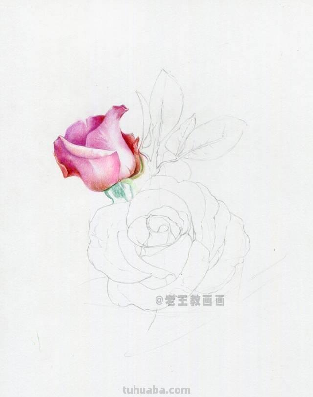 520要来了！如何才能画好一朵玫瑰花？（彩铅详细教程）