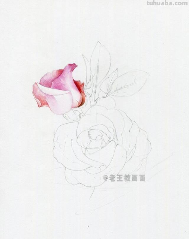 520要来了！如何才能画好一朵玫瑰花？（彩铅详细教程）