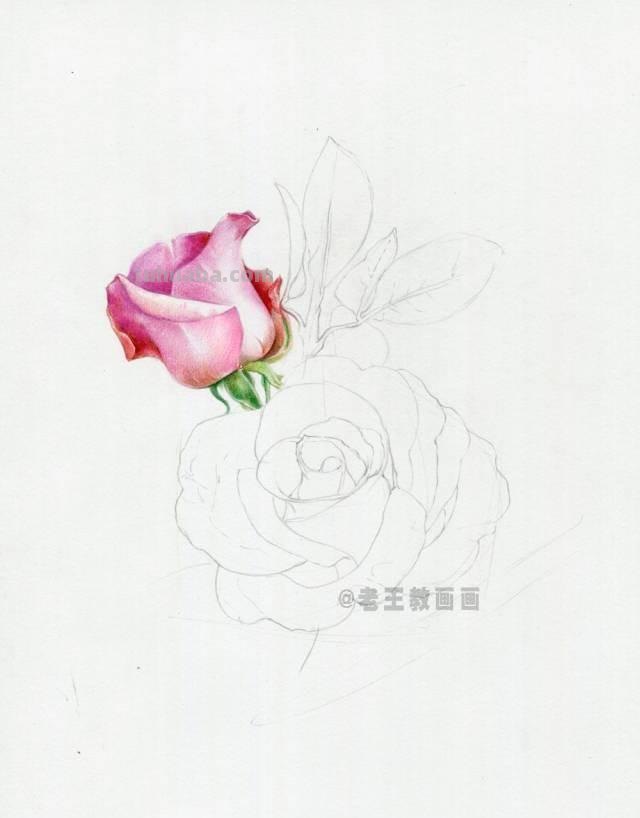 520要来了！如何才能画好一朵玫瑰花？（彩铅详细教程）