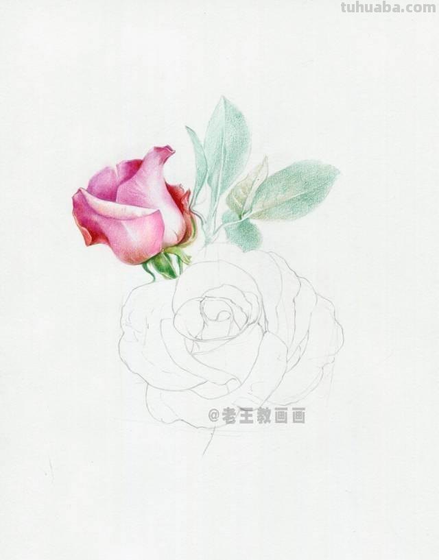 520要来了！如何才能画好一朵玫瑰花？（彩铅详细教程）