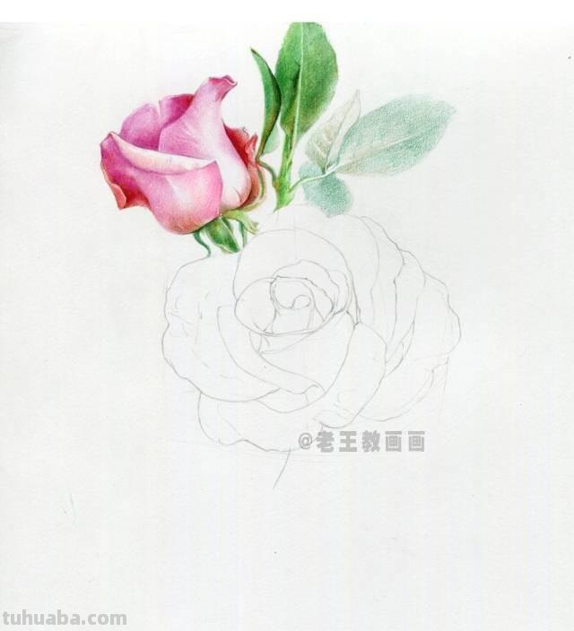 520要来了！如何才能画好一朵玫瑰花？（彩铅详细教程）