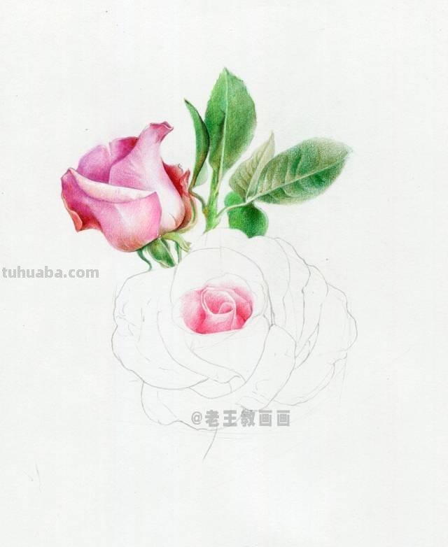 520要来了！如何才能画好一朵玫瑰花？（彩铅详细教程）