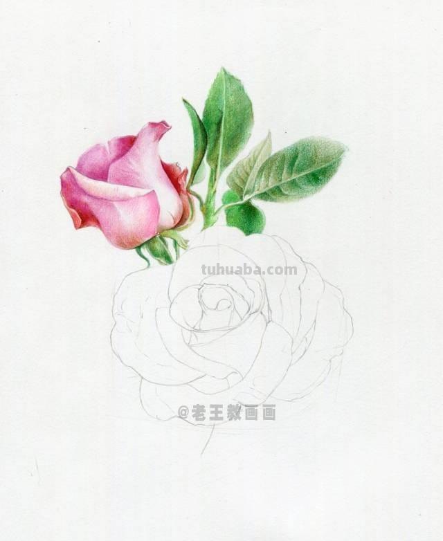 520要来了！如何才能画好一朵玫瑰花？（彩铅详细教程）
