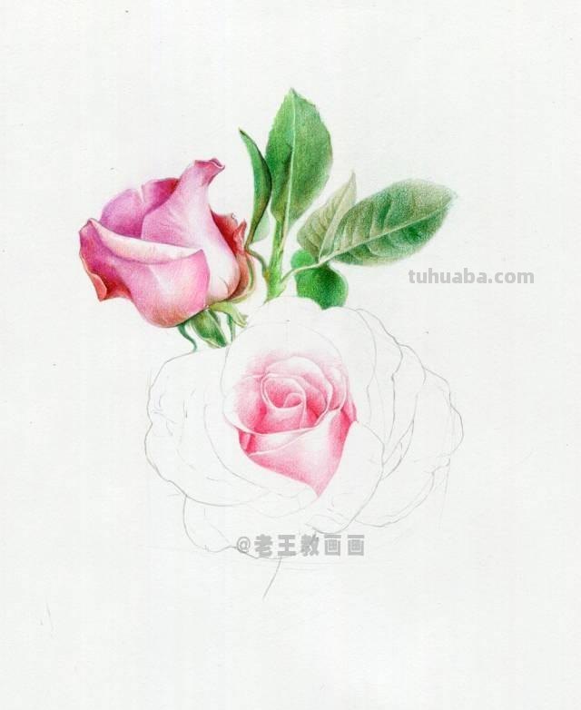 520要来了！如何才能画好一朵玫瑰花？（彩铅详细教程）
