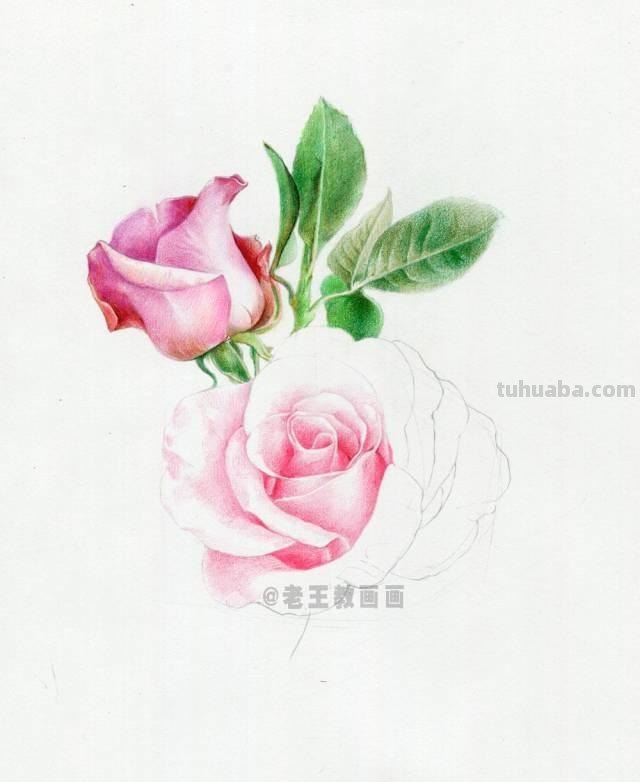 520要来了！如何才能画好一朵玫瑰花？（彩铅详细教程）