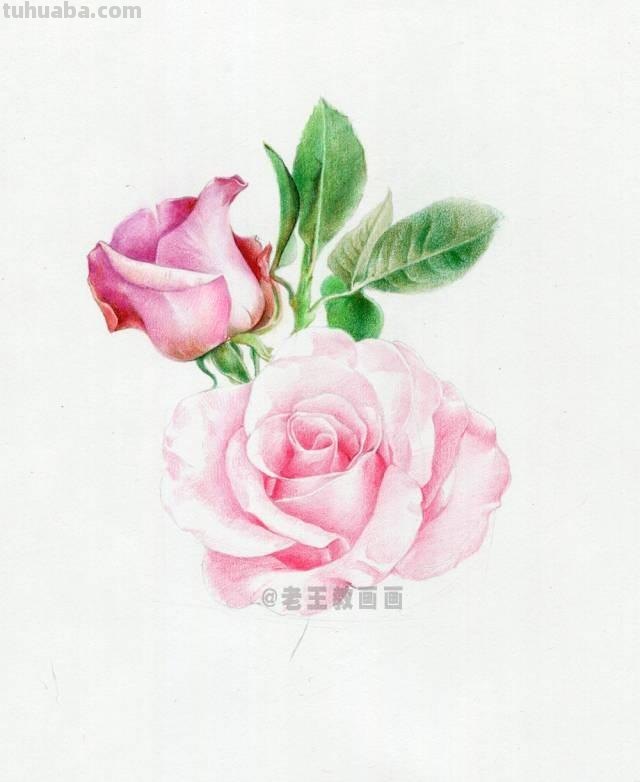 520要来了！如何才能画好一朵玫瑰花？（彩铅详细教程）