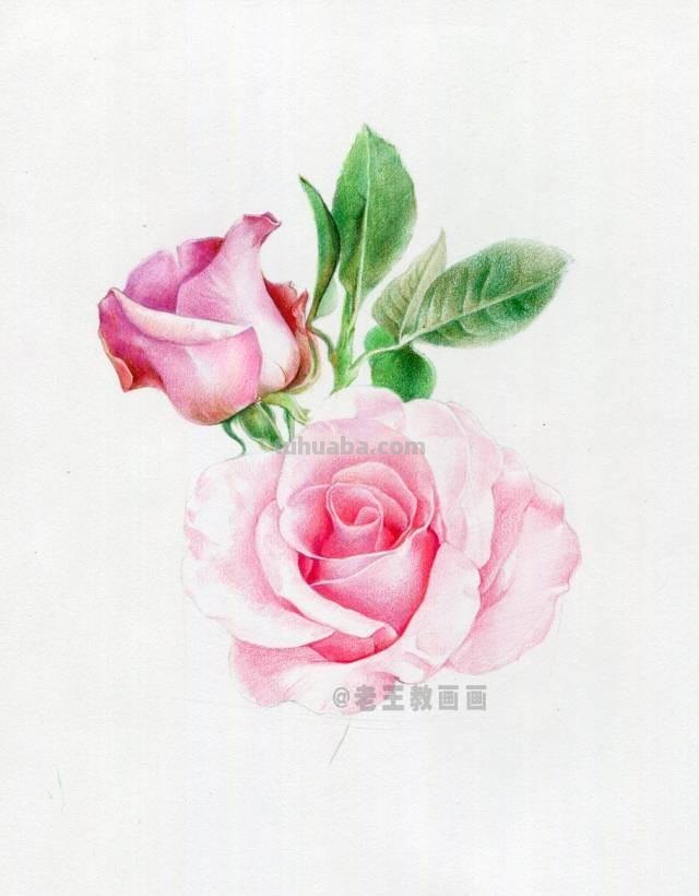 520要来了！如何才能画好一朵玫瑰花？（彩铅详细教程）