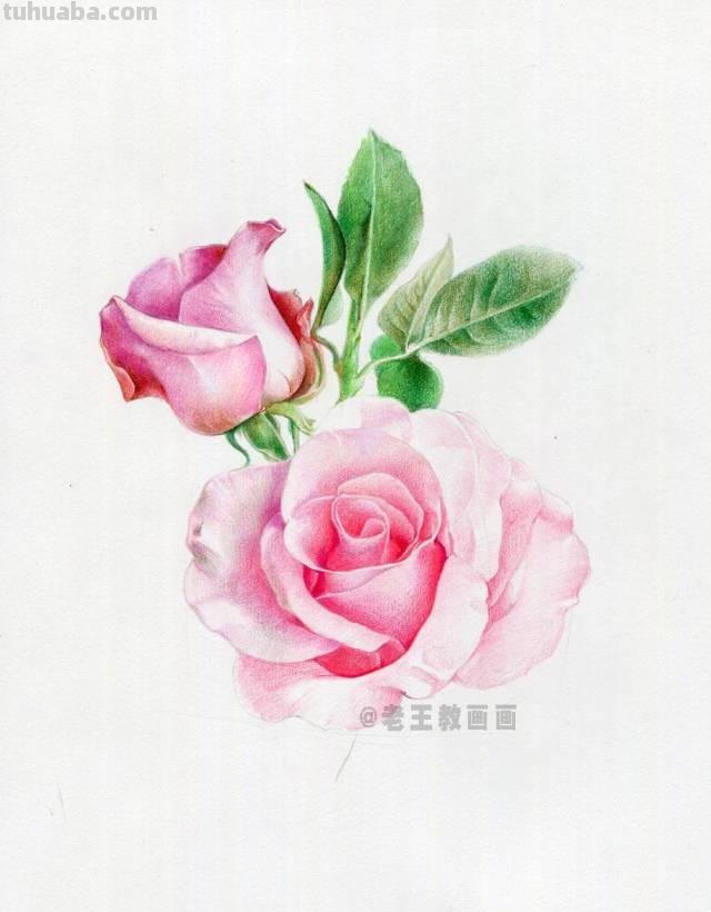 520要来了！如何才能画好一朵玫瑰花？（彩铅详细教程）