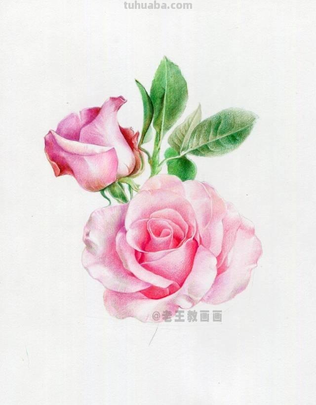 520要来了！如何才能画好一朵玫瑰花？（彩铅详细教程）