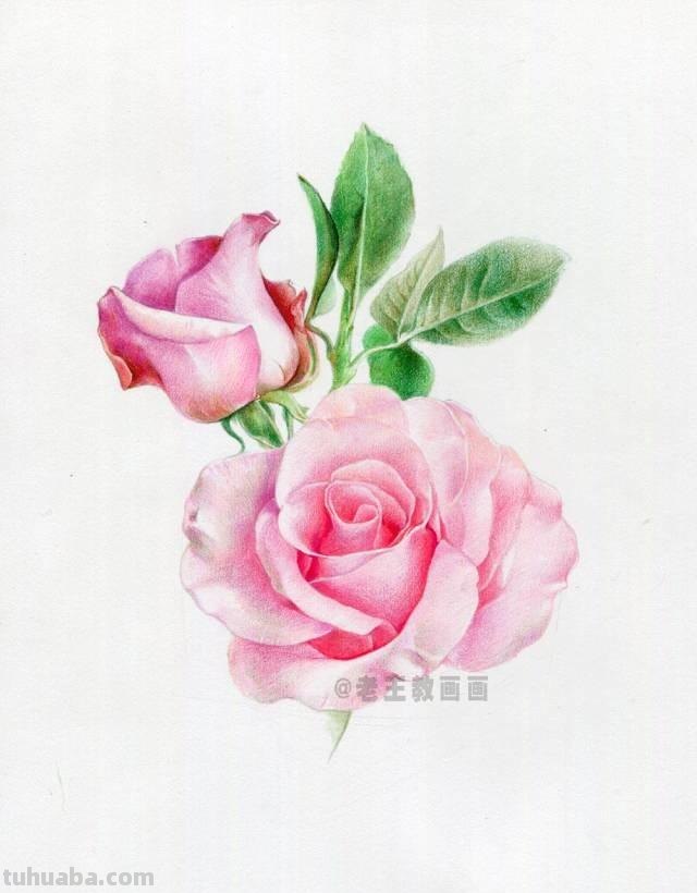 520要来了！如何才能画好一朵玫瑰花？（彩铅详细教程）