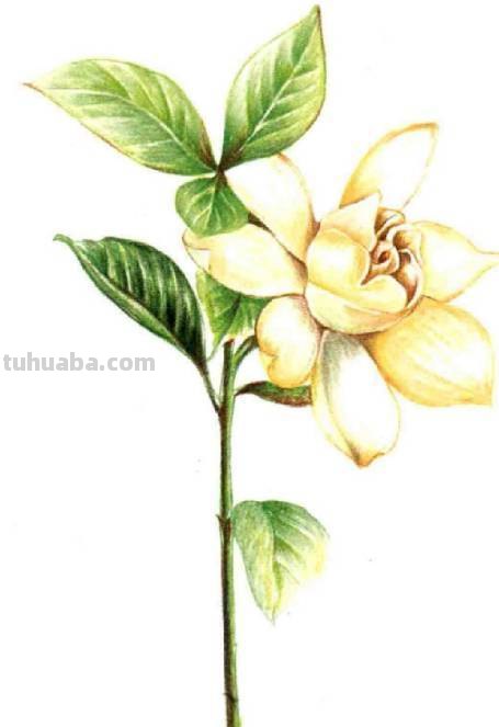 茉莉怎么画彩铅颜色 彩铅花朵图解教程1？