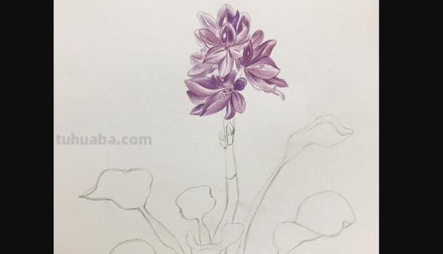 茉莉怎么画彩铅颜色 彩铅花朵图解教程1？