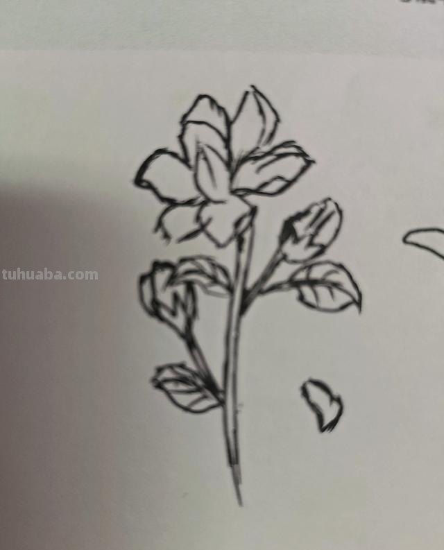 茉莉怎么画彩铅颜色 彩铅花朵图解教程1？