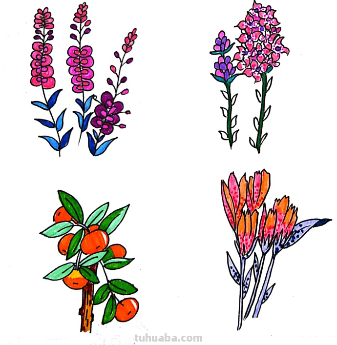 漂亮的绿植花卉简笔画~简单易学~