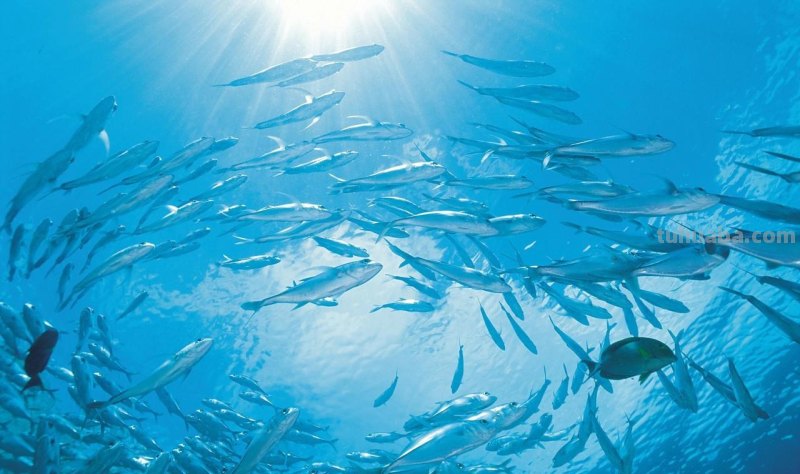 海洋动物简笔画，儿童简笔画