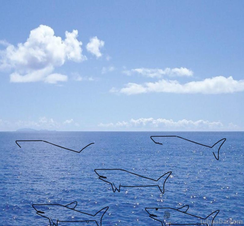 海洋动物简笔画，儿童简笔画