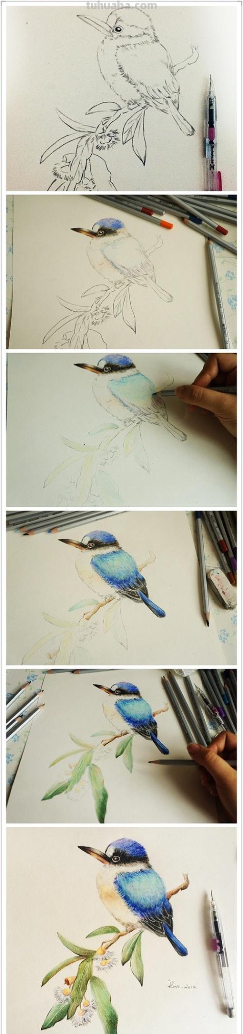 彩铅插画小鸟怎么画 鸟语花香彩铅绘画步骤？