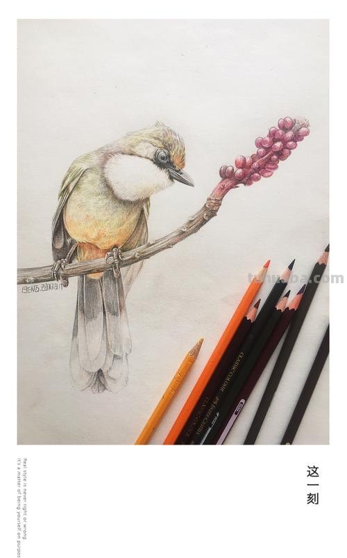 彩铅插画小鸟怎么画 鸟语花香彩铅绘画步骤？