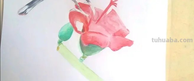 彩铅插画小鸟怎么画 鸟语花香彩铅绘画步骤？