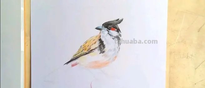 彩铅插画小鸟怎么画 鸟语花香彩铅绘画步骤？