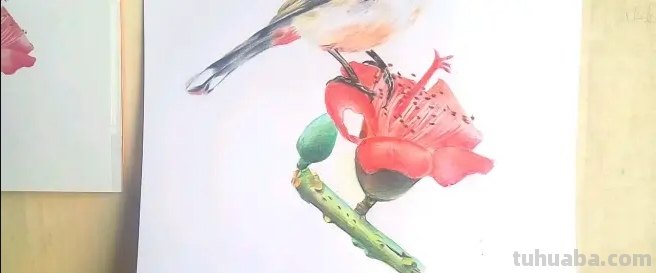 彩铅插画小鸟怎么画 鸟语花香彩铅绘画步骤？