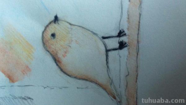 彩铅插画小鸟怎么画 鸟语花香彩铅绘画步骤？