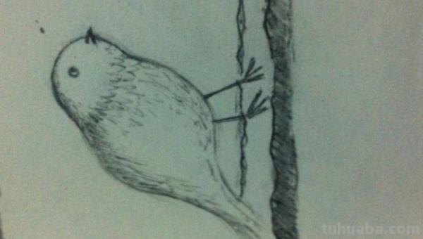 彩铅插画小鸟怎么画 鸟语花香彩铅绘画步骤？