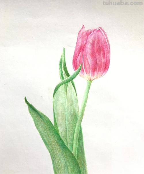 播放用彩铅怎么画 怎样画彩铅画?