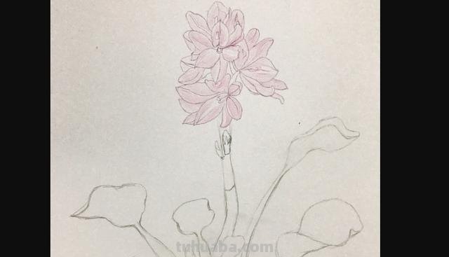 动漫彩铅花环怎么画 彩铅花朵图解教程1？