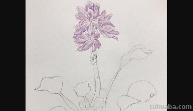 动漫彩铅花环怎么画 彩铅花朵图解教程1？