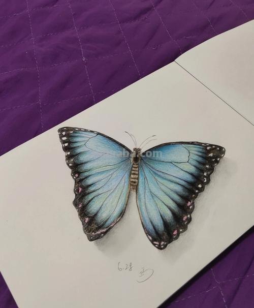 蝴蝶怎么画彩铅图画 蝴蝶铅笔画？