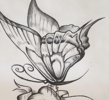 蝴蝶怎么画彩铅图画 蝴蝶铅笔画？