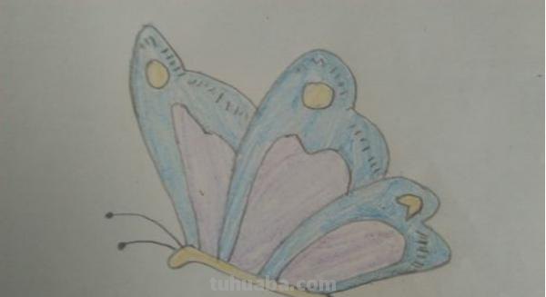 蝴蝶怎么画彩铅图画 蝴蝶铅笔画？
