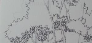 山水树速写 风景速写中怎样画树? 山水树速写 风景速写中怎样画树?