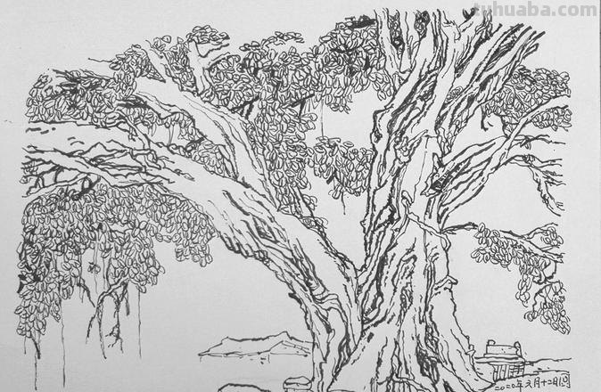 山水树速写 风景速写中怎样画树?