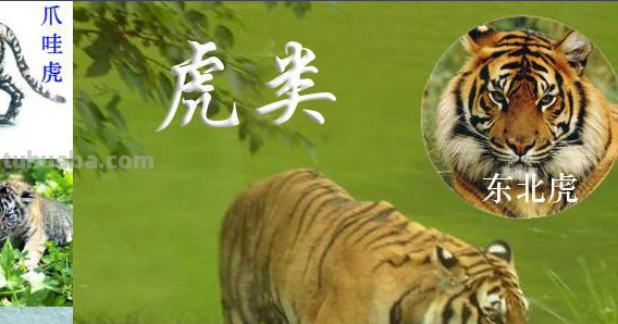 谜语谁是百兽之王?(脑筋急转弯)