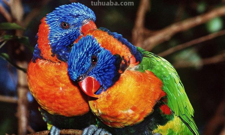 分辨色彩及分辨色彩最多的动物 