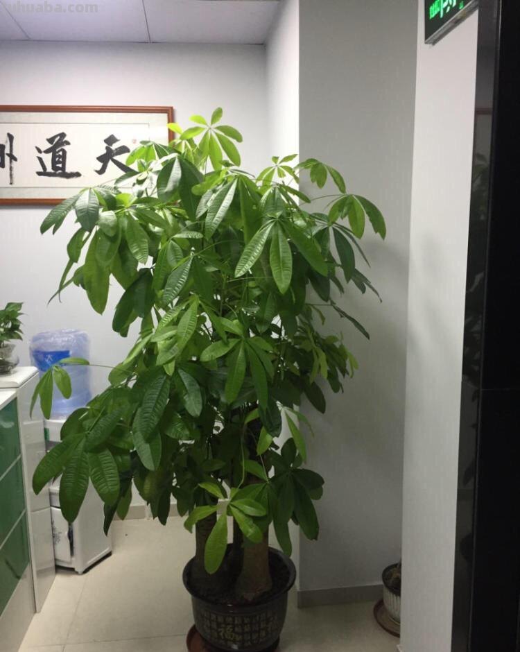 养好发财树，记住“浇水”这1点，不黄叶不烂根，叶子常年绿油油
