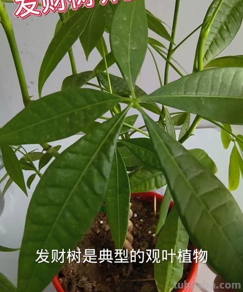 发财树的养护方法