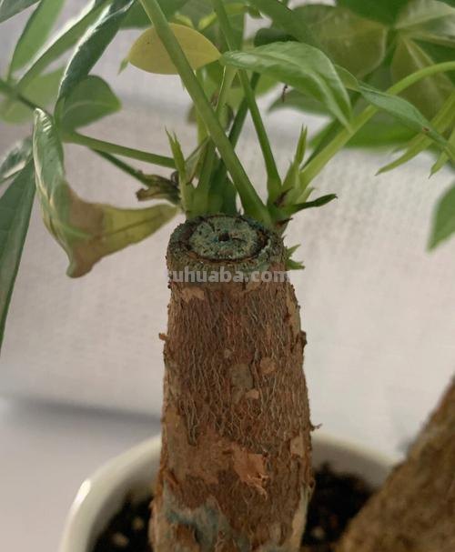 发财树的养护方法