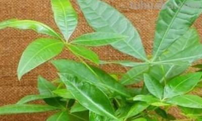 发财树的养护方法
