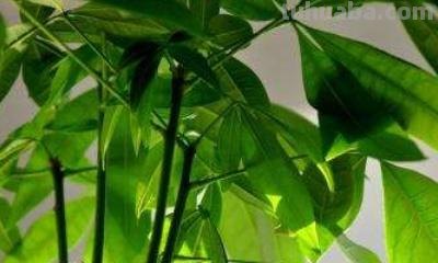 发财树的养护方法