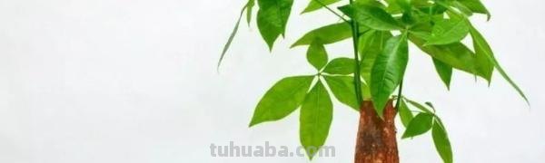 发财树的养护方法