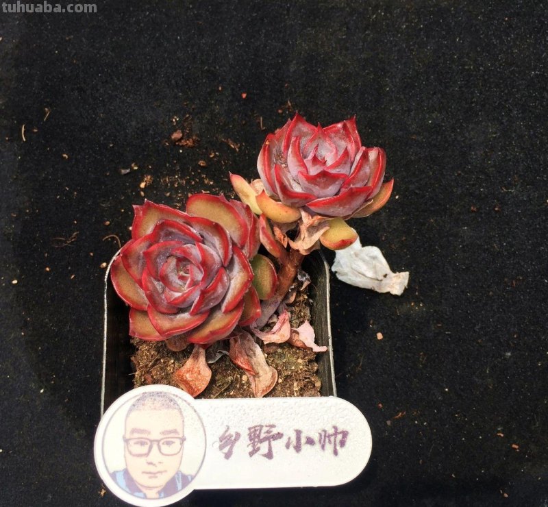 继续分享我们家的多肉，喜欢一定不要错过