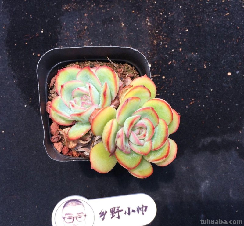 继续分享我们家的多肉，喜欢一定不要错过