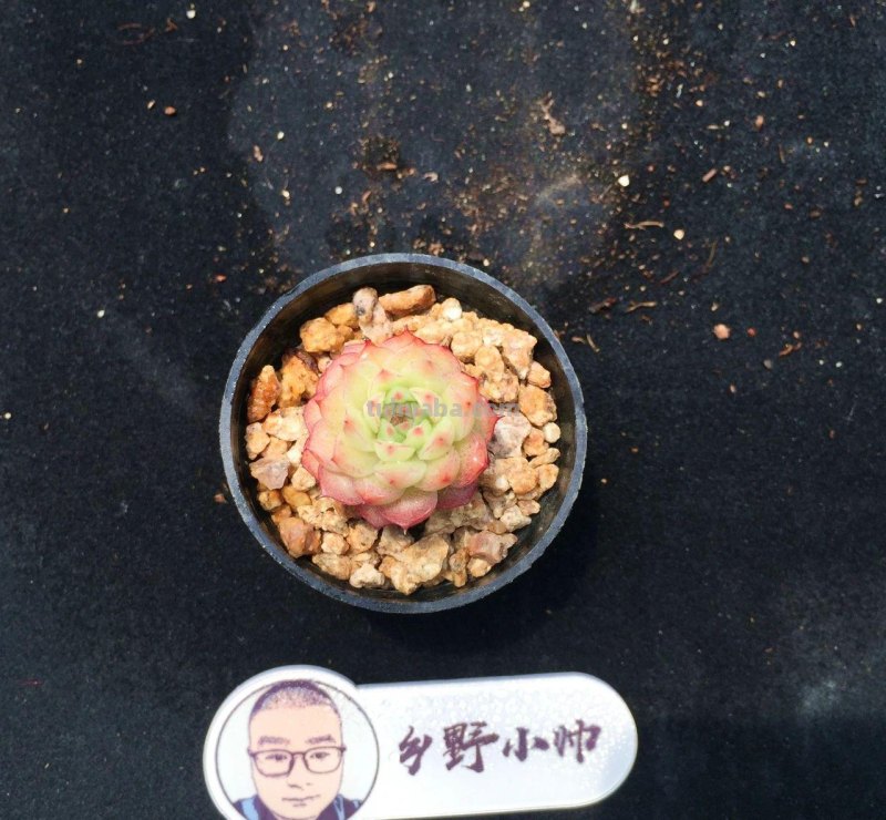 继续分享我们家的多肉，喜欢一定不要错过