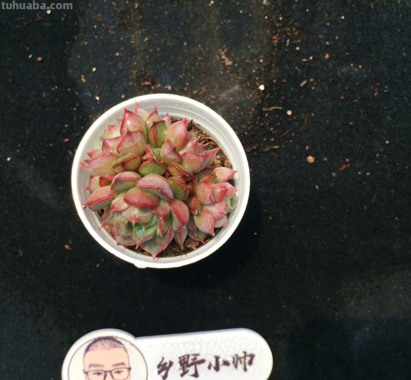 继续分享我们家的多肉，喜欢一定不要错过