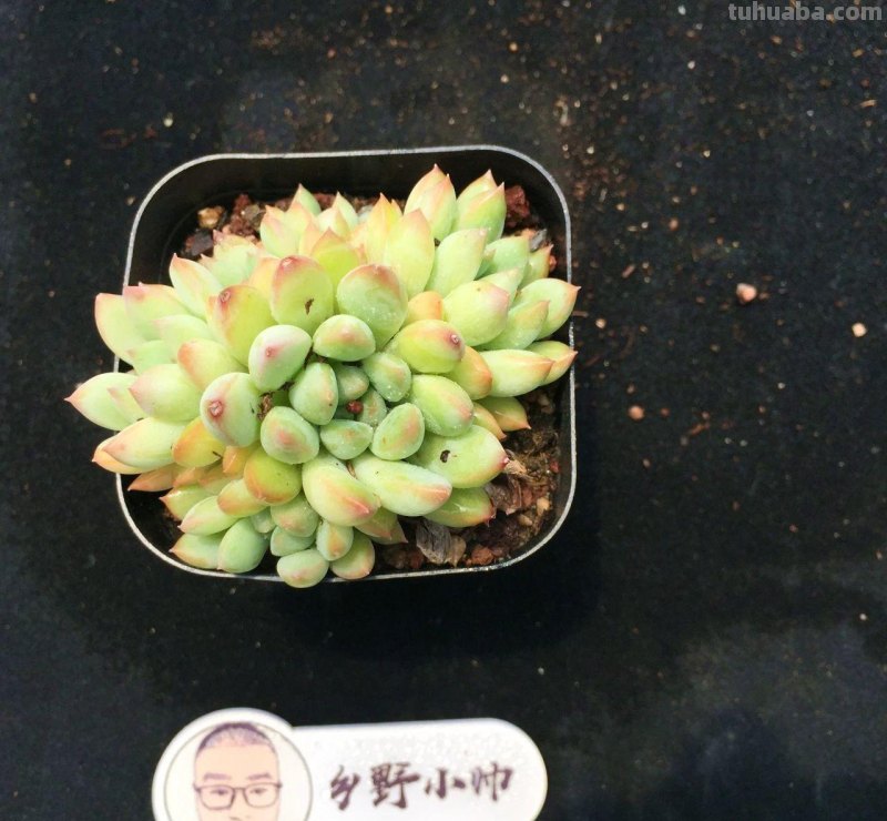 继续分享我们家的多肉，喜欢一定不要错过