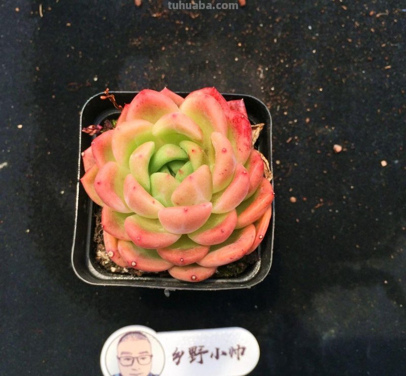 继续分享我们家的多肉，喜欢一定不要错过