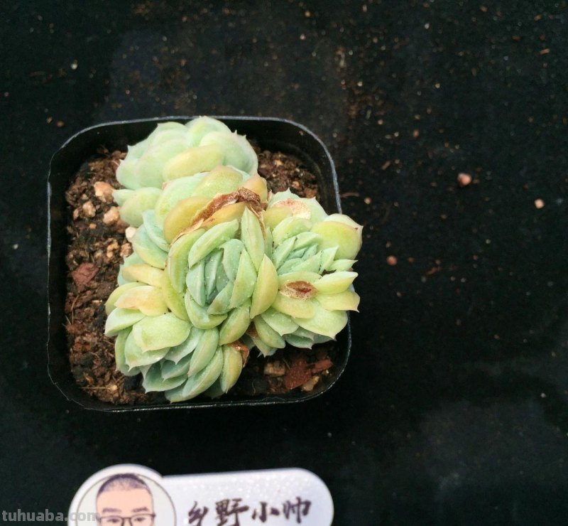 继续分享我们家的多肉，喜欢一定不要错过
